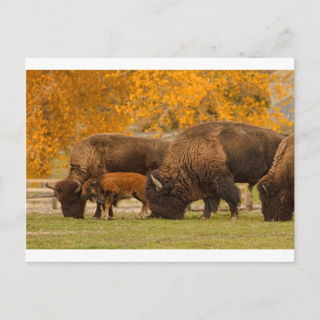 Bison Family Nation Postcard (Front)