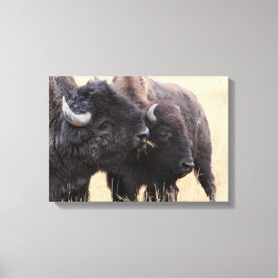 bison friendship canvas print