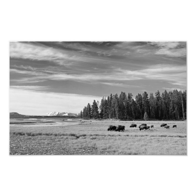 Bison Grazing at Yellowstone Black and White Photo Print (Front)