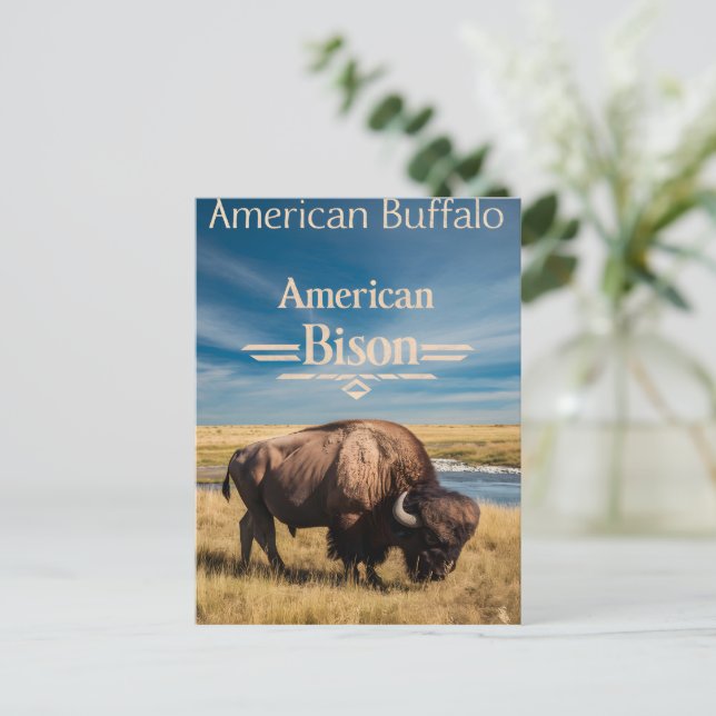 Bison Grazing by the River Postcard (Standing Front)