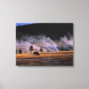 Bison grazing in the Upper Geyser Basin Canvas Print