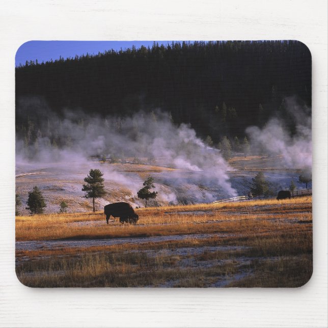 Bison grazing in the Upper Geyser Basin Mouse Mat (Front)
