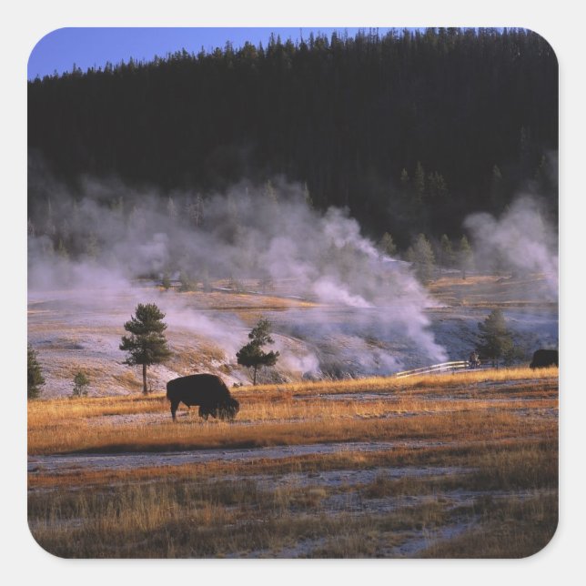 Bison grazing in the Upper Geyser Basin Square Sticker (Front)