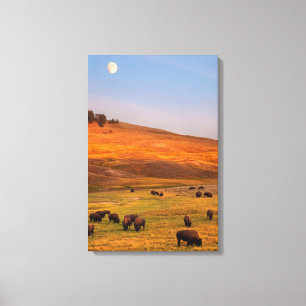 Bison Grazing on Hill at Hayden Valley Canvas Print