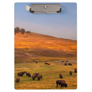 Bison Grazing on Hill at Hayden Valley Clipboard