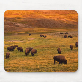 Bison Grazing on Hill at Hayden Valley Mouse Mat