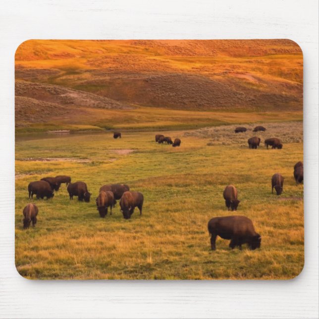 Bison Grazing on Hill at Hayden Valley Mouse Mat (Front)