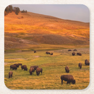 Bison Grazing on Hill at Hayden Valley Square Paper Coaster