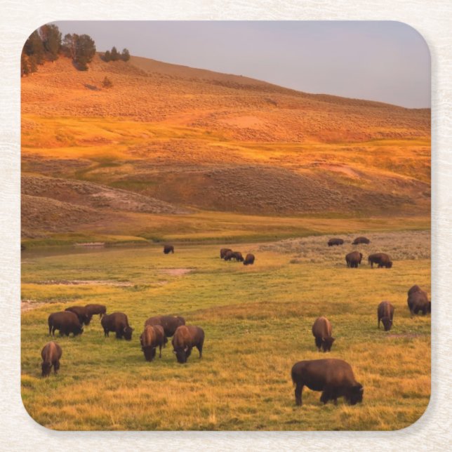 Bison Grazing on Hill at Hayden Valley Square Paper Coaster (Front)
