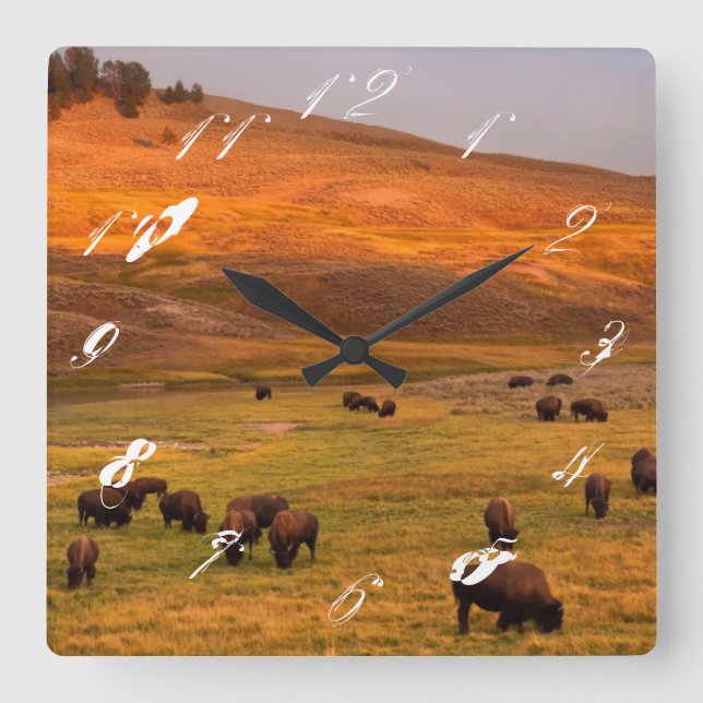 Bison Grazing on Hill at Hayden Valley Square Wall Clock (Front)