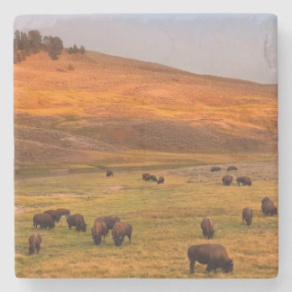 Bison Grazing on Hill at Hayden Valley Stone Coaster