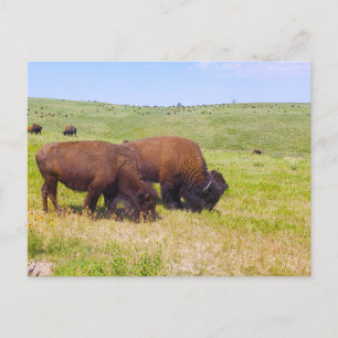 Bison Herd, Custer State Park, South Dakota Postcard