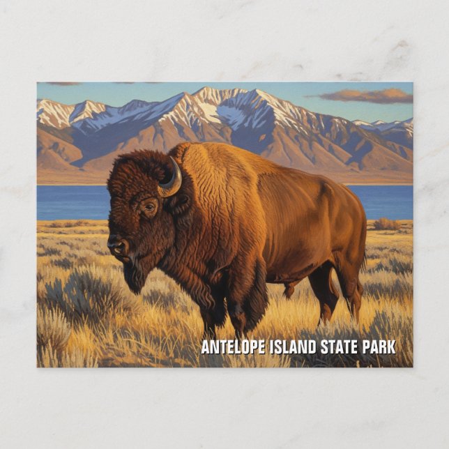 Bison in Antelope Island State Park Utah Postcard (Front)