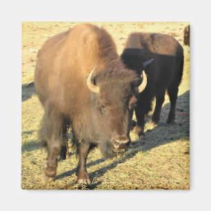 Bison in Colorado Magnet