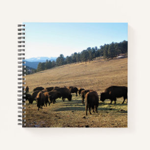 Bison in Colorado Notebook