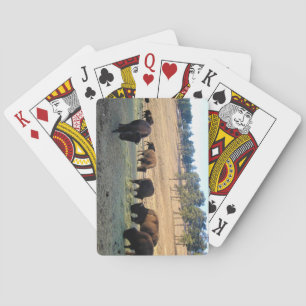 Bison in Colorado Playing Cards