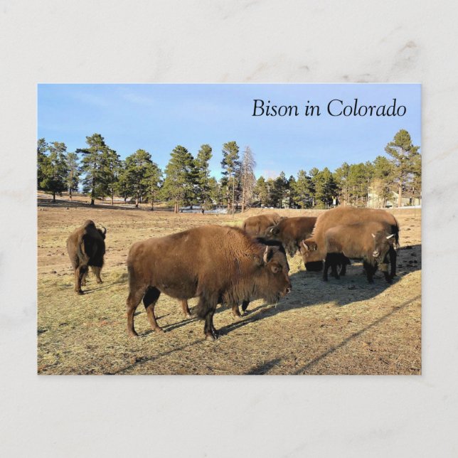 Bison in Colorado Postcard (Front)