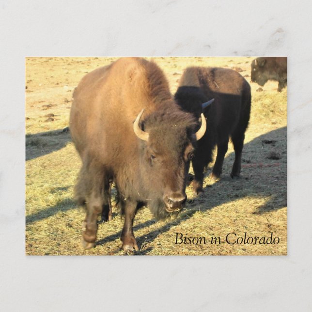 Bison in Colorado Postcard (Front)