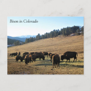 Bison in Colorado Postcard