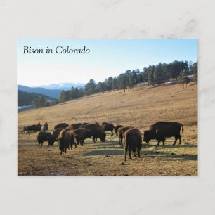 Bison in Colorado Postcard