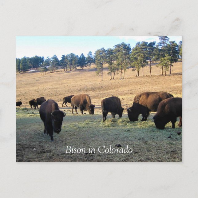 Bison in Colorado Postcard (Front)