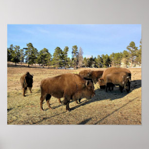 Bison in Colorado Poster