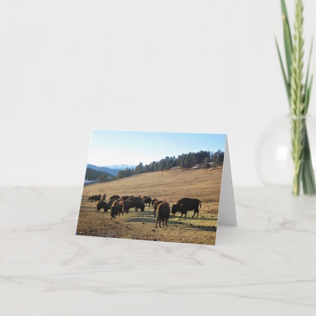 Bison in Colorado Thank You Card (Front)