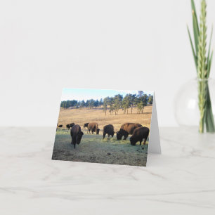 Bison in Colorado Thank You Card