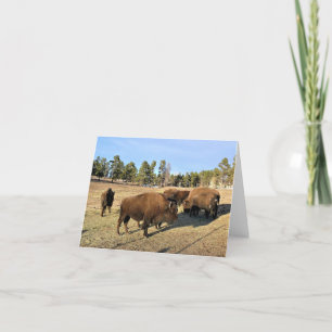 Bison in Colorado Thank You Card