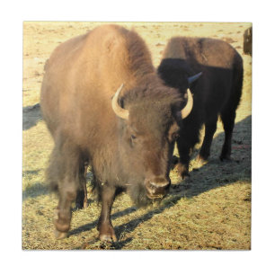Bison in Colorado Tile