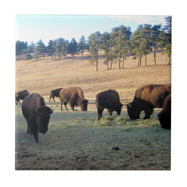 Bison in Colorado Tile (Front)