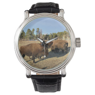 Bison in Colorado Watch