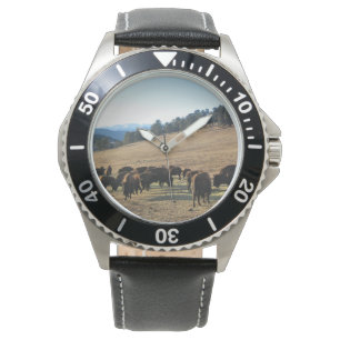 Bison in Colorado Watch