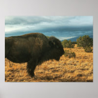 Bison in Foreground Mountains New Mexico