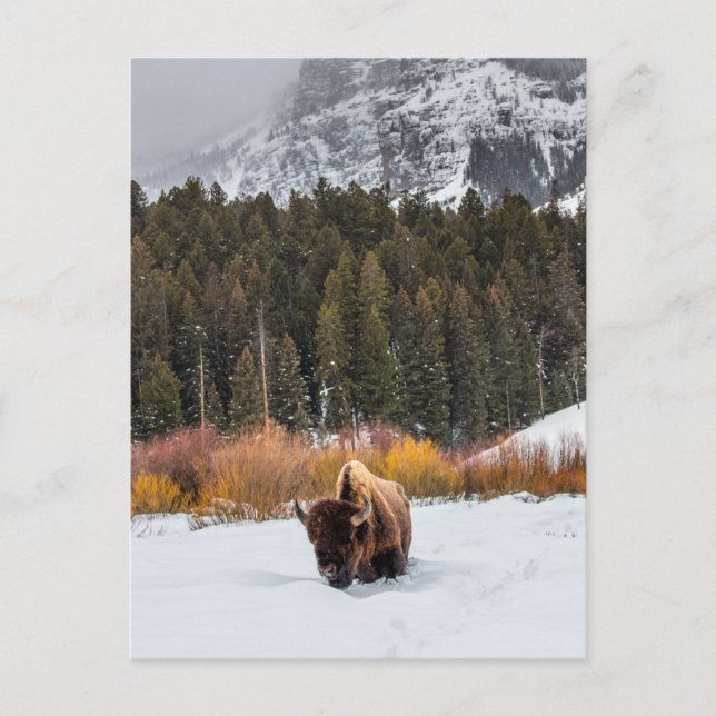 Bison in Snowy Yellowstone National Park Photo Postcard (Front)