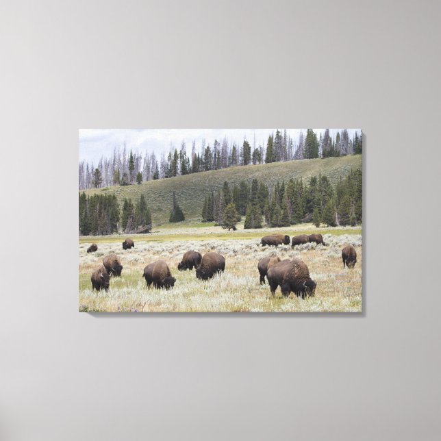 Bison in the Hayden Valley of Yellowstone Canvas Print (Front)