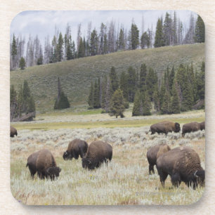 Bison in the Hayden Valley of Yellowstone Coaster