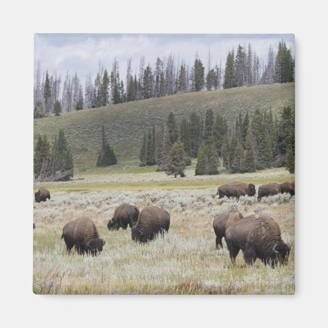 Bison in the Hayden Valley of Yellowstone Magnet (Front)