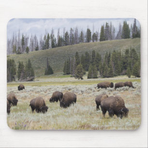 Bison in the Hayden Valley of Yellowstone Mouse Mat