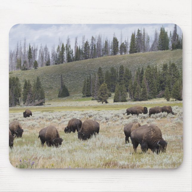 Bison in the Hayden Valley of Yellowstone Mouse Mat (Front)
