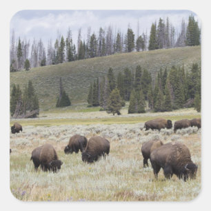 Bison in the Hayden Valley of Yellowstone Square Sticker