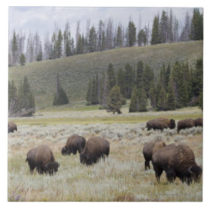 Bison in the Hayden Valley of Yellowstone Tile