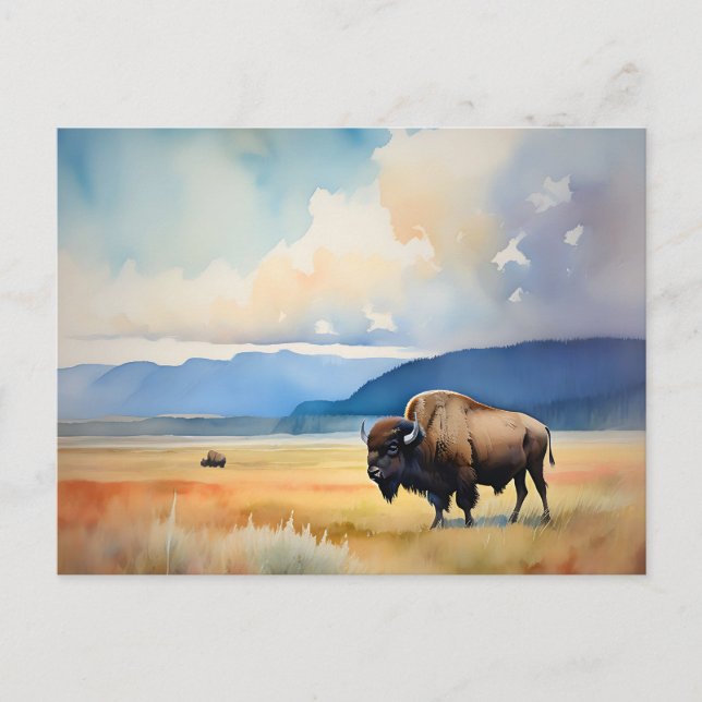 Bison in the Meadow Postcard (Front)