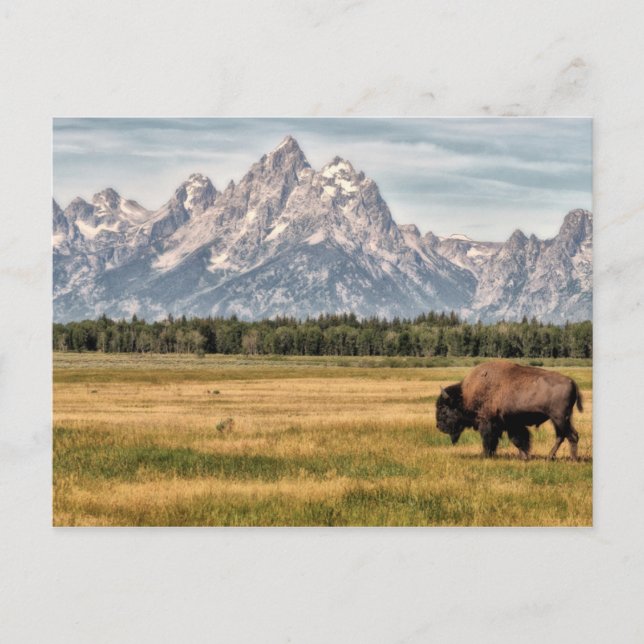 Bison in the Tetons Postcard (Front)