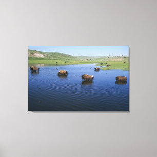 Bison In The Water With Numerous Cliff Swallows Canvas Print