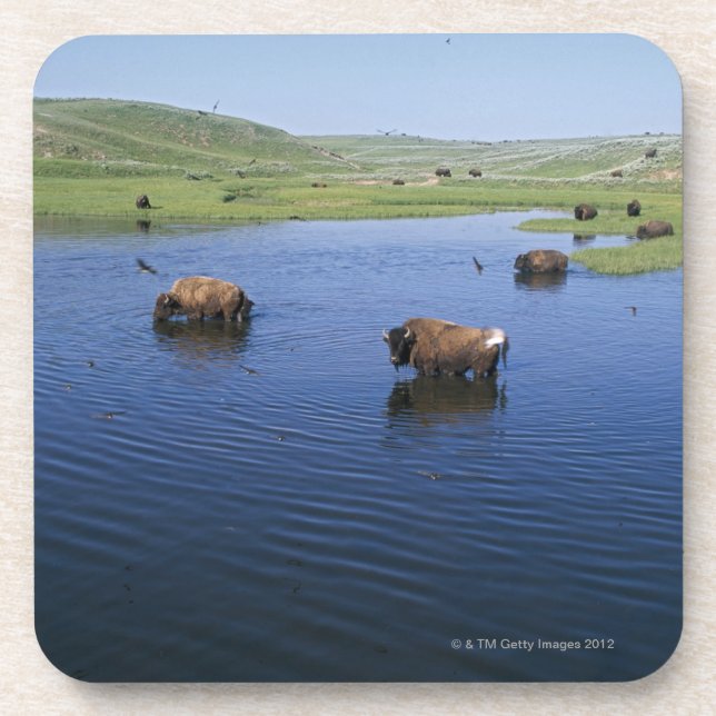 Bison In The Water With Numerous Cliff Swallows Coaster (Front)