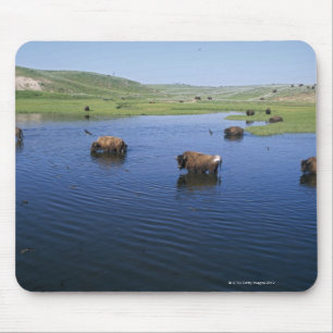 Bison In The Water With Numerous Cliff Swallows Mouse Mat