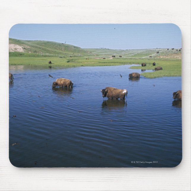 Bison In The Water With Numerous Cliff Swallows Mouse Mat (Front)