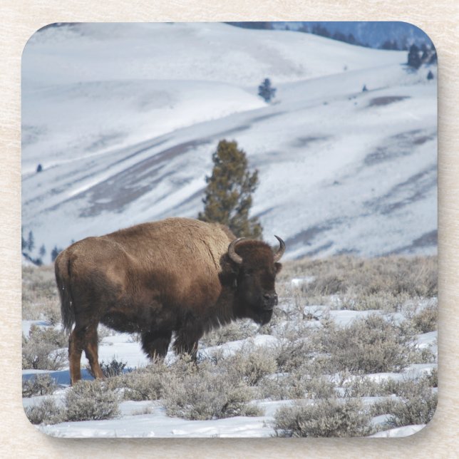 Bison in the Winter Mountains of Yellowstone Coaster (Front)