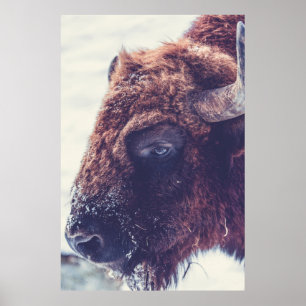 BISON IN THE WINTER POSTER